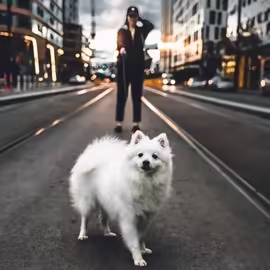 Small fluffy white dog on leash in foreground with handler behind in middle of street